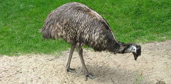 australian emu oil