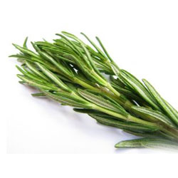 rosemary oil for hair growth