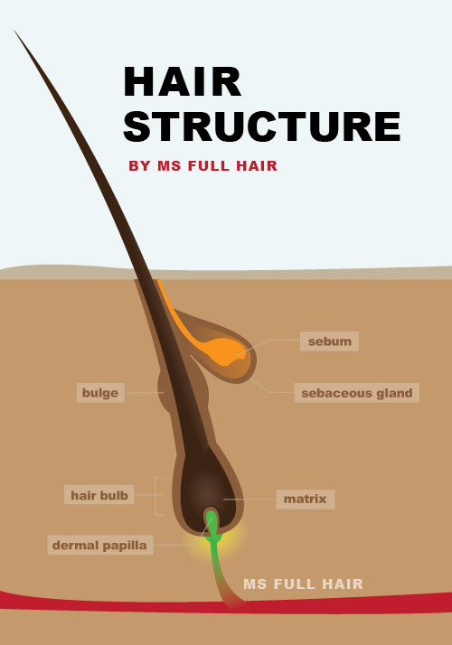 hair follicle structure v5
