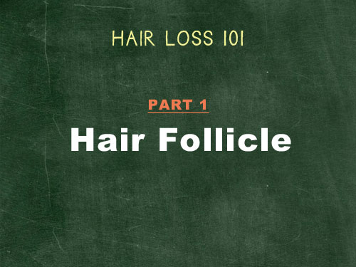 hair loss 101 hair follicle structure and growth cycle v2