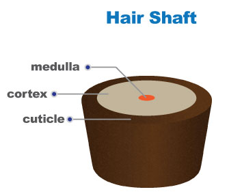 hair shaft structure