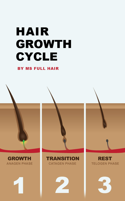 hair growth cycle includes anagen catagen and telogen phases
