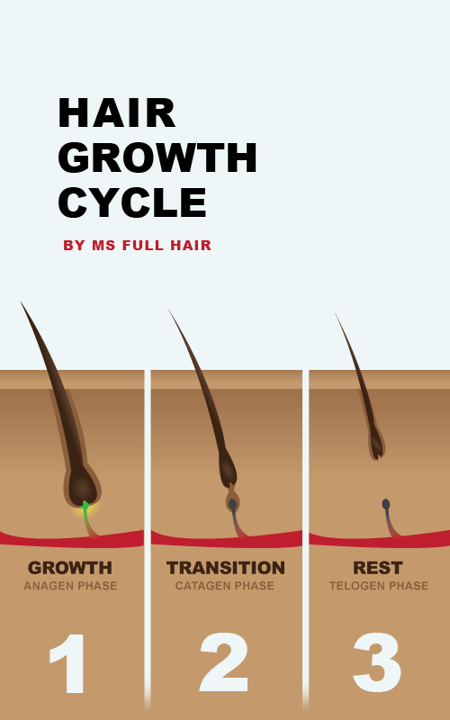 Infographic Hair Growth Cycle 