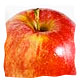 apple Malus Domestica