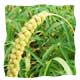 millet extract