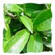white tea leaf extract
