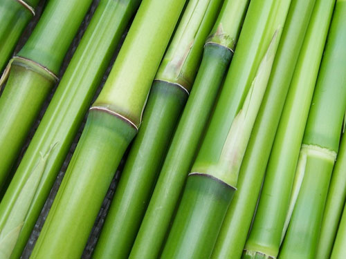 bamboo extract for hair growth