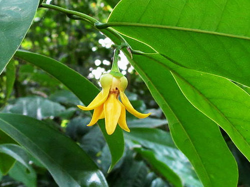 ylang ylang oil for hair growth and thickness