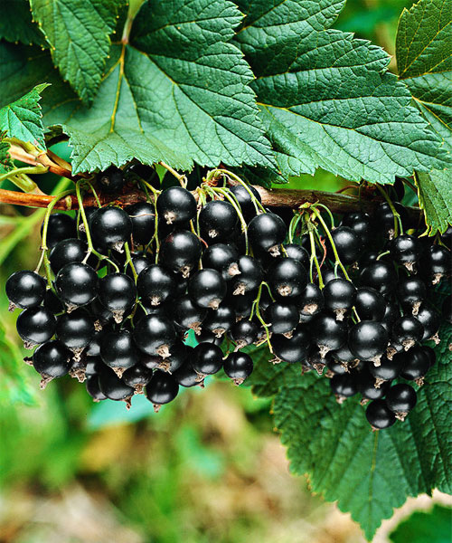 black currant seed oil reviews