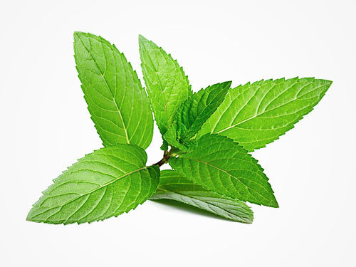 peppermint oil for hair growth and thickness