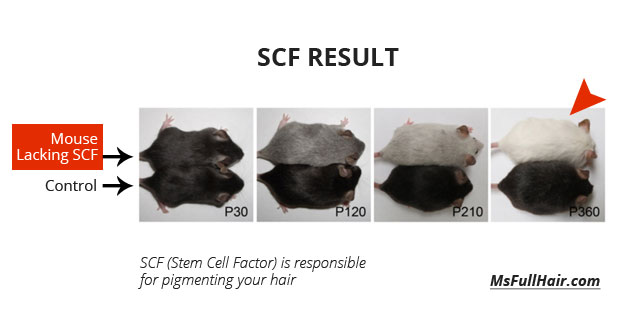 hair pigmentatoin stem cell factor hair regrowth research