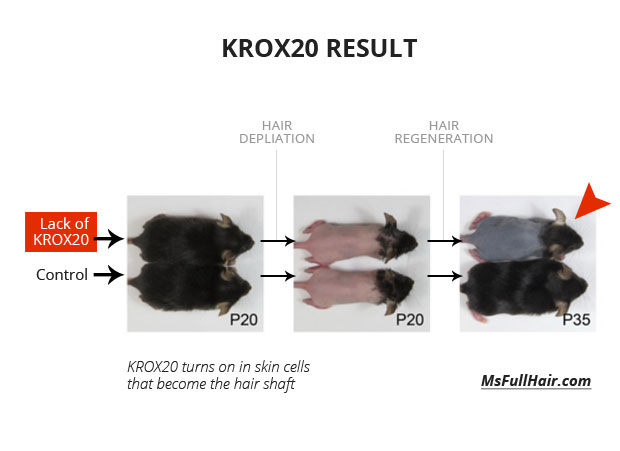 hair regrowth research krox20 protein cells