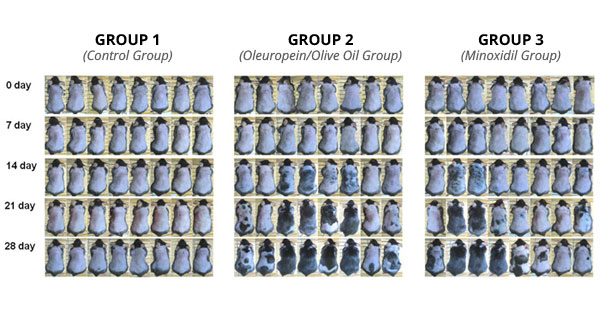 olive oil for hair loss before and after photos