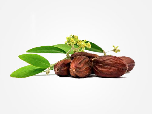 how to use jojoba oil for hair growth and stopping hair loss