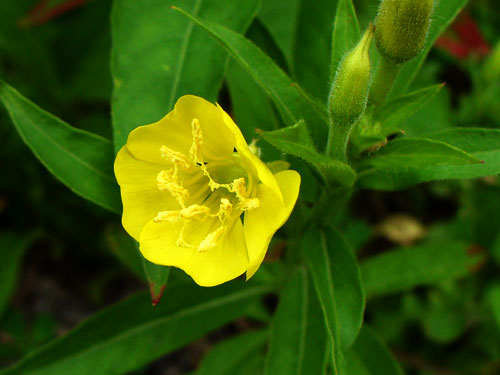 evening primrose oil for hair loss and promoting hair growth