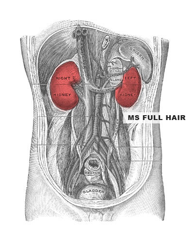 healthy kidney hair growth