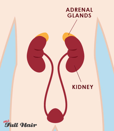 dr morse kidney adrenal gland hair loss