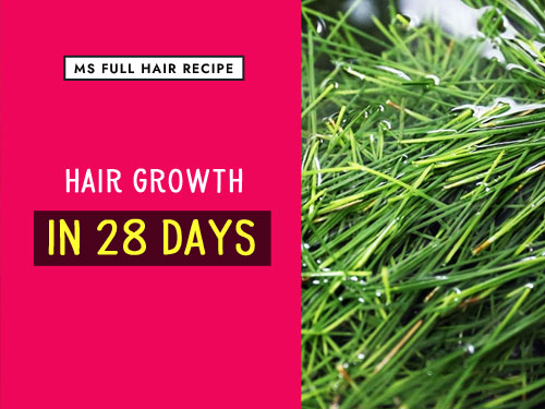 How to Use Pine Needle Oil to Increase Hair Counts and Dermal Thickness how to use red pine needle oil for thinning hair