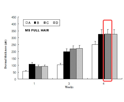 pine needle oil for baldness dermal thickness results