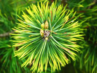 pine needle oil for hair loss