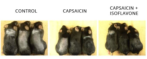 soy capsaicin for stimulating hair growth research