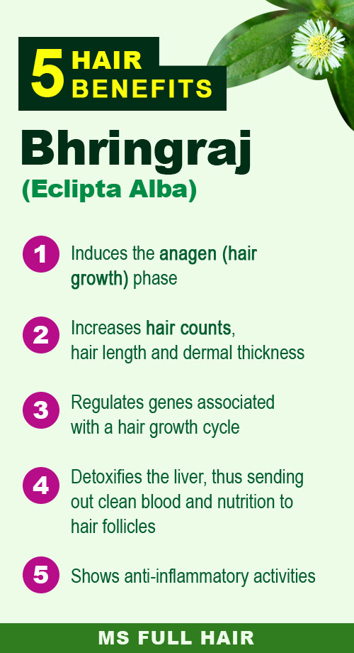 bhringraj oil brhingraj powder benefits for hair