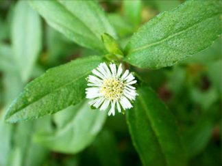 eclipta alba bhringraj hair oil for hair growth reviews