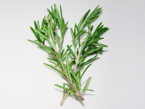 rosemary oil for hair loss the missing link